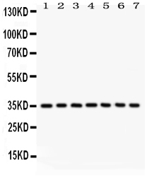 WB - Anti-Caspase-9 Picoband Antibody ABO12023